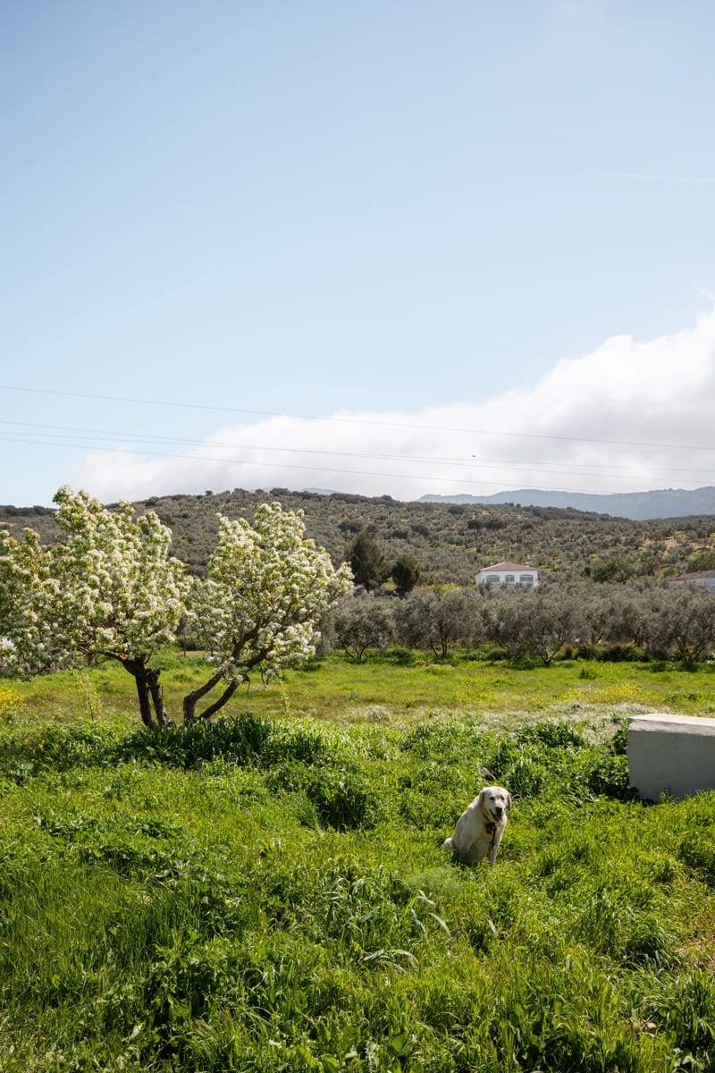 3 soverom Finca/Herregård til salgs i Antequera - € 179 000 (Ref: 9737357)