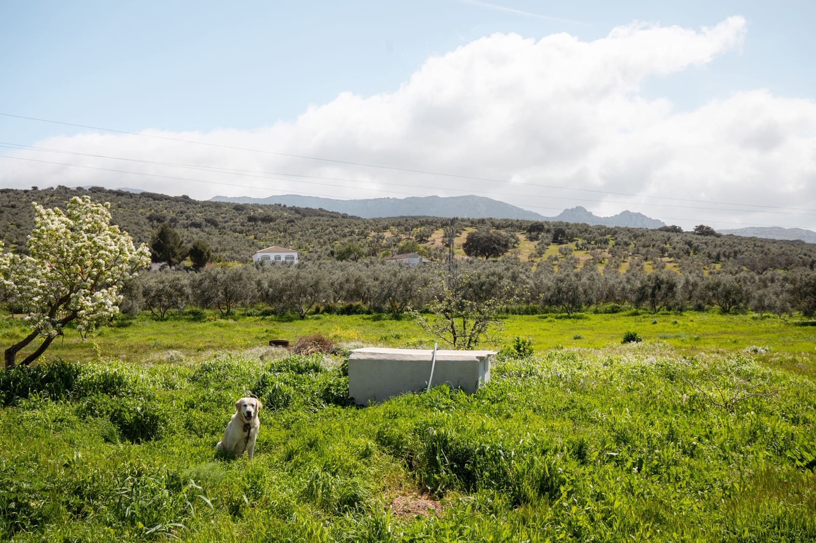 3 soverom Finca/Herregård til salgs i Antequera - € 179 000 (Ref: 9737357)