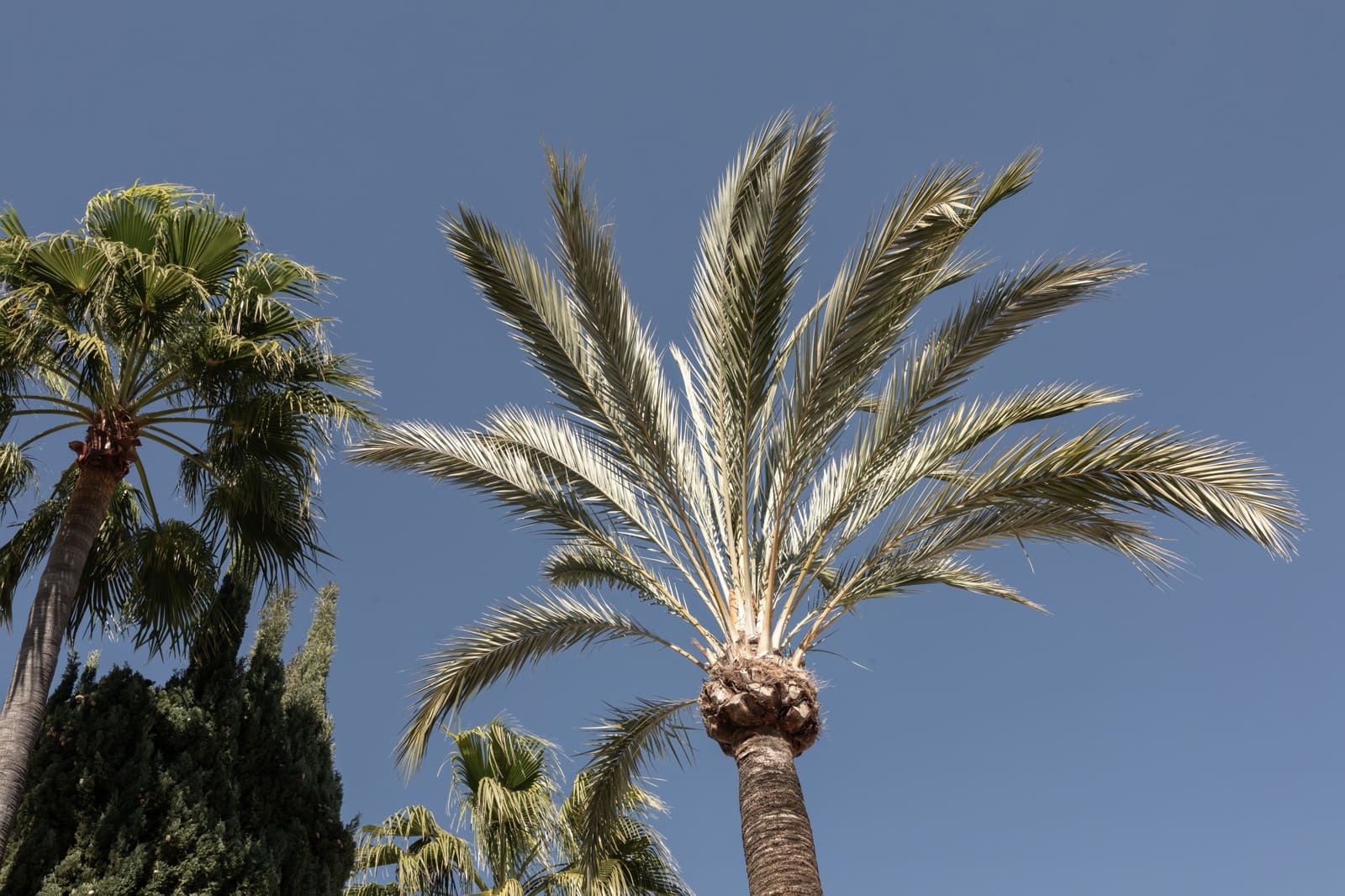 3 Zimmer Apartment zu vermieten in Palma de Mallorca - 1.700 € (Ref: 9760041)