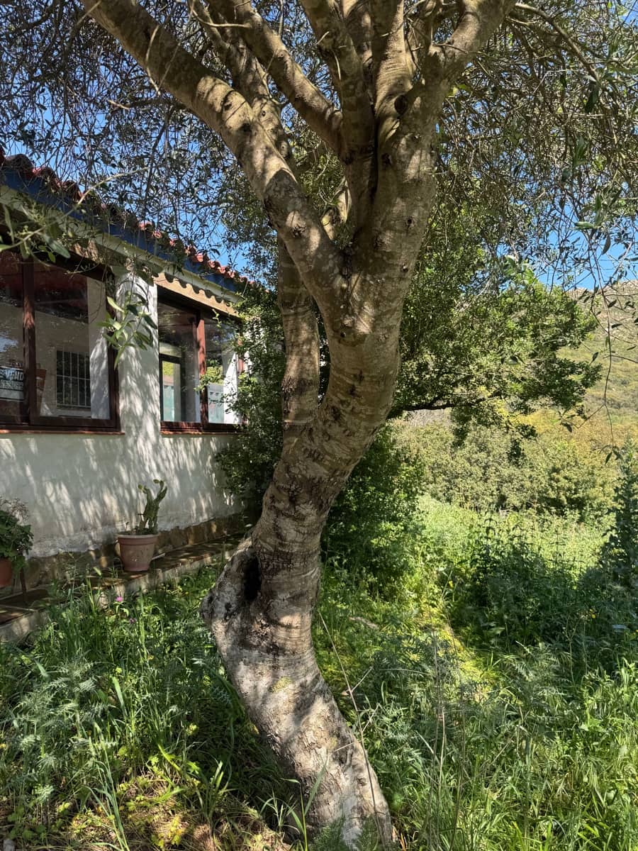 Byggegrund til salg i Tarifa - € 495.000 (Ref: 9818189)