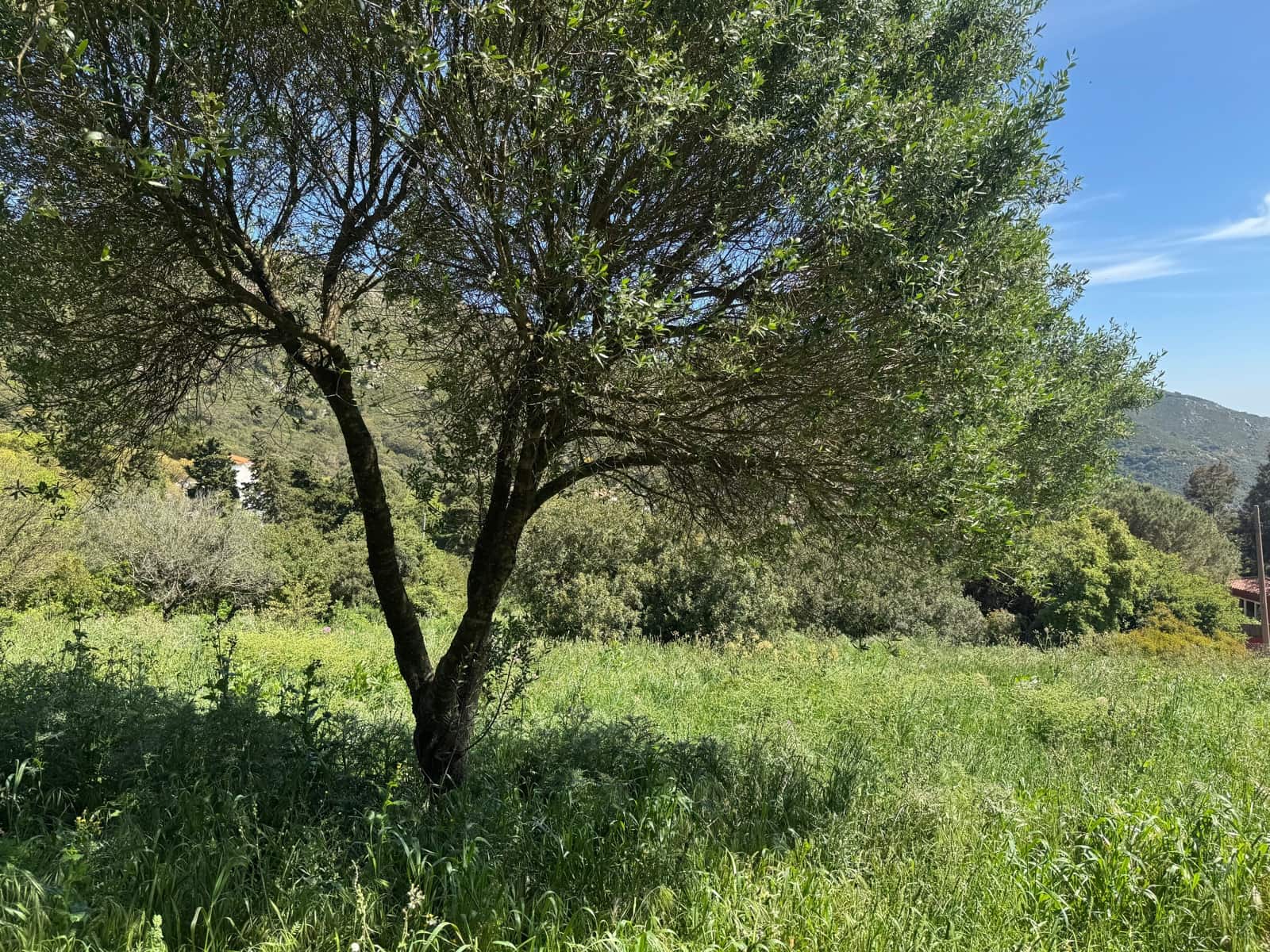 Byggegrund til salg i Tarifa - € 495.000 (Ref: 9818189)