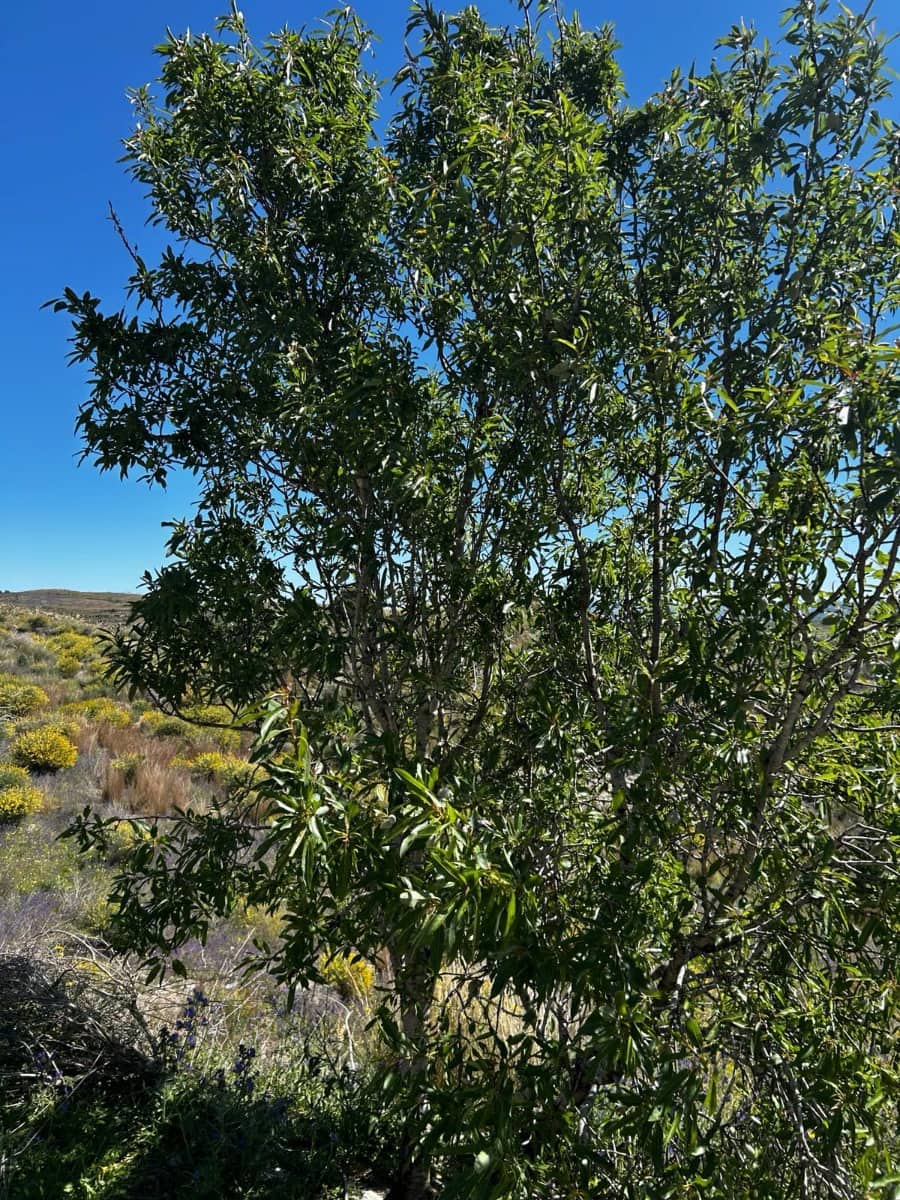 1 Zimmer Finca/Landgut zu verkaufen in Cartagena - 125.000 € (Ref: 9694080)