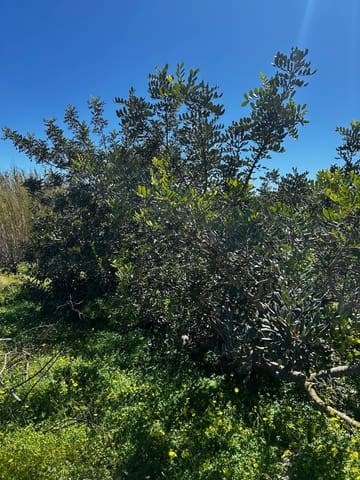 1 Zimmer Finca/Landgut zu verkaufen in Los Puertos, Cartagena - 125.000 € (Ref: 9694080)