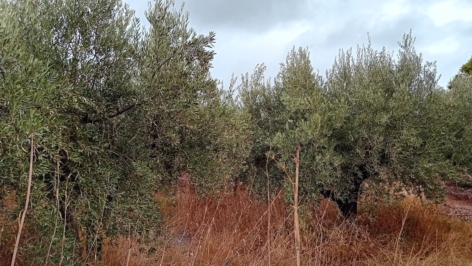 4 soverom Finca/Herregård til salgs i Felix - € 189 000 (Ref: 9325205)