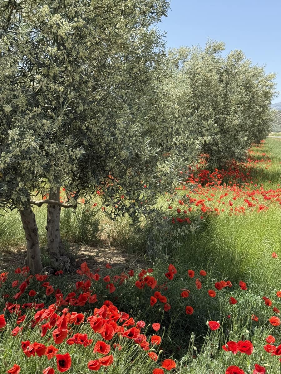 4 bedroom Townhouse for sale in Villanueva del Trabuco with pool garage - € 124,995 (Ref: 9674826)