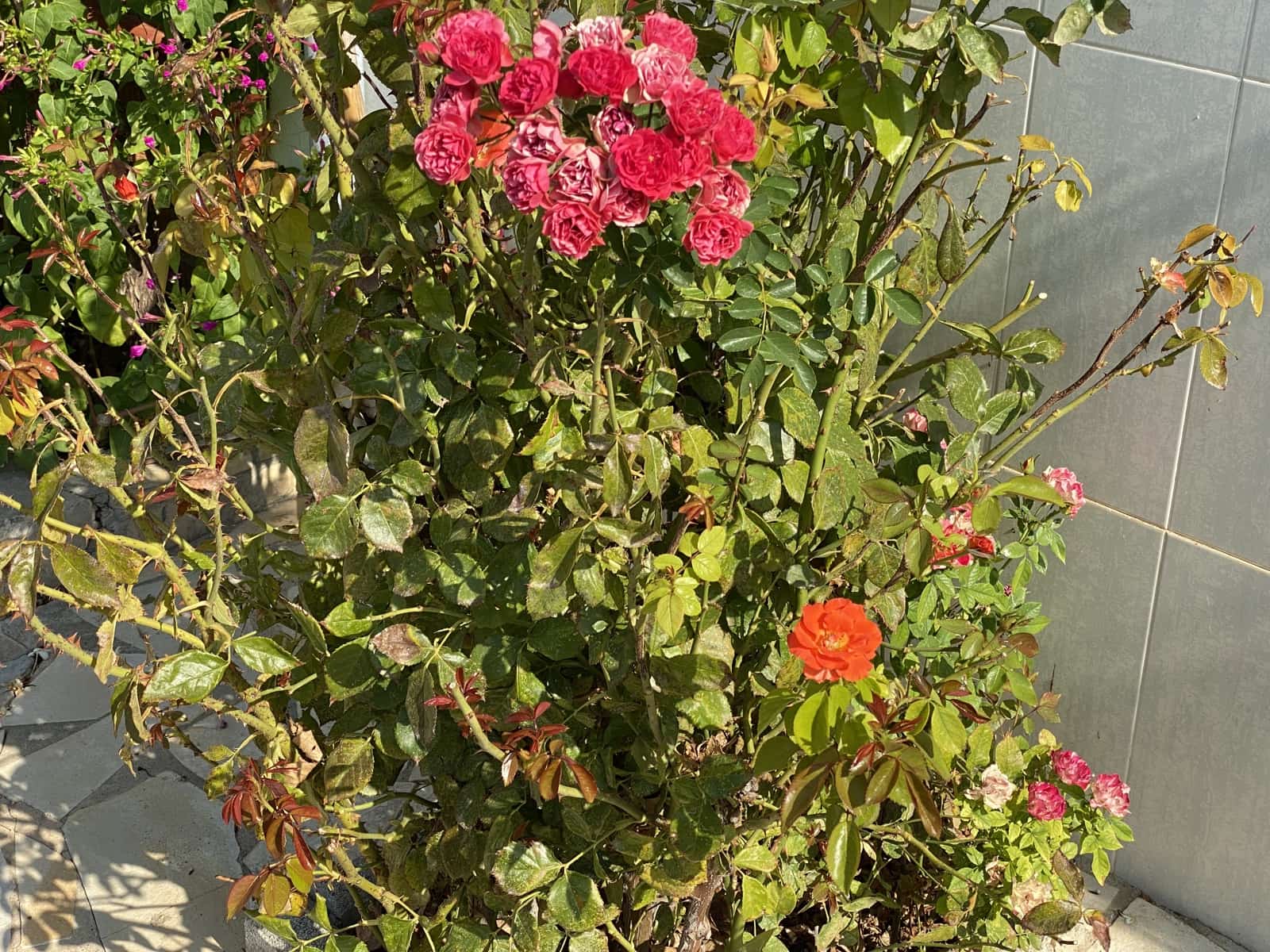 4 soveværelse Finca/Landehus til salg i Villanueva de Algaidas med garage - € 89.995 (Ref: 9674854)