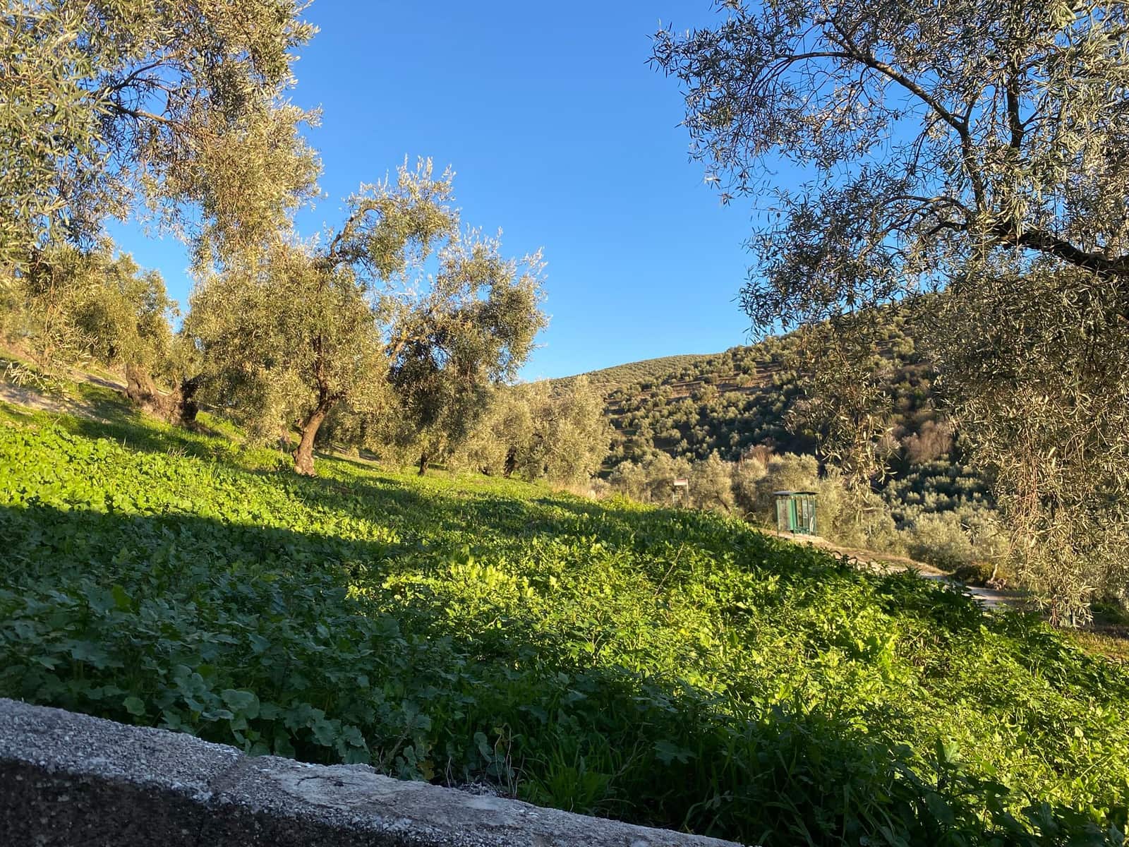 3 chambre Finca/Maison de Campagne à vendre à Villanueva de Algaidas avec piscine - 65 000 € (Ref: 9707499)