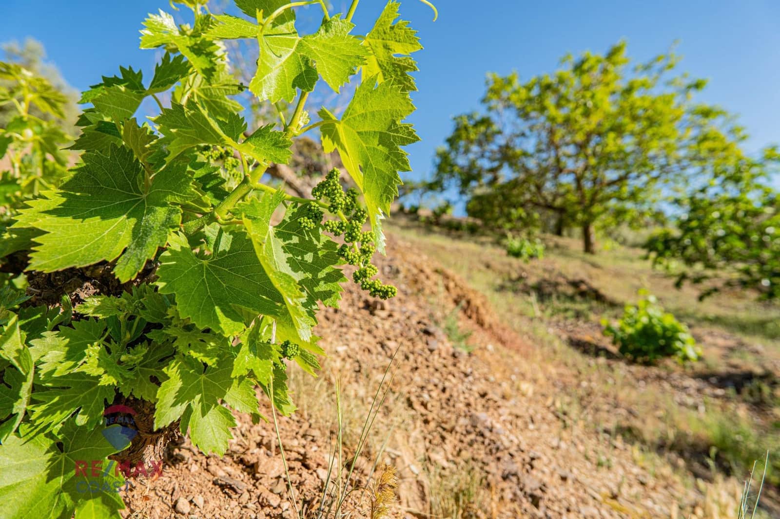 6 bedroom Finca/Country House for sale in Colmenar - € 395,000 (Ref: 7546777)