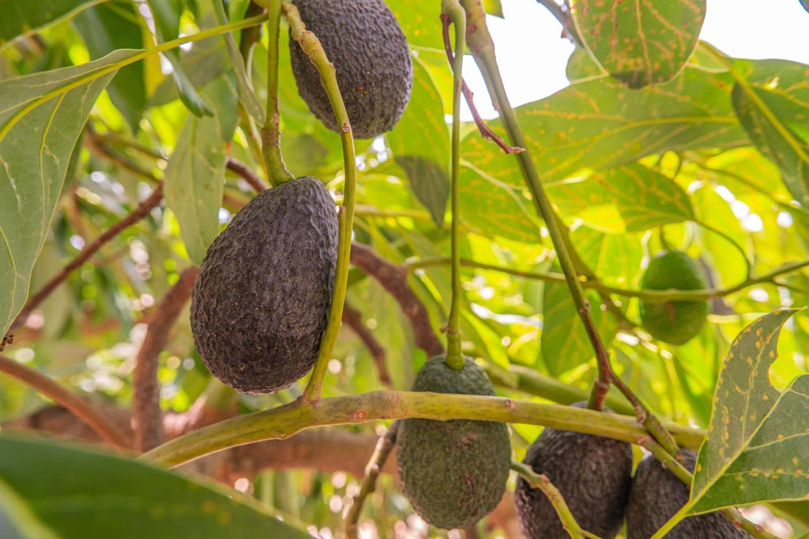 Grunde uden byggetilladelser til salg i Colmenar - € 1.495.000 (Ref: 8113250)