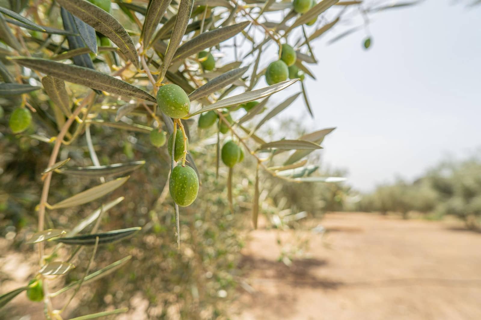 Grunde uden byggetilladelser til salg i Colmenar - € 1.495.000 (Ref: 8113250)