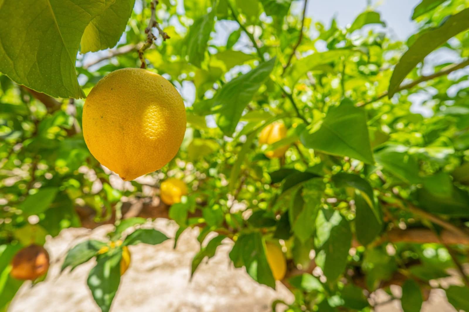 Grunde uden byggetilladelser til salg i Colmenar - € 1.495.000 (Ref: 8113250)