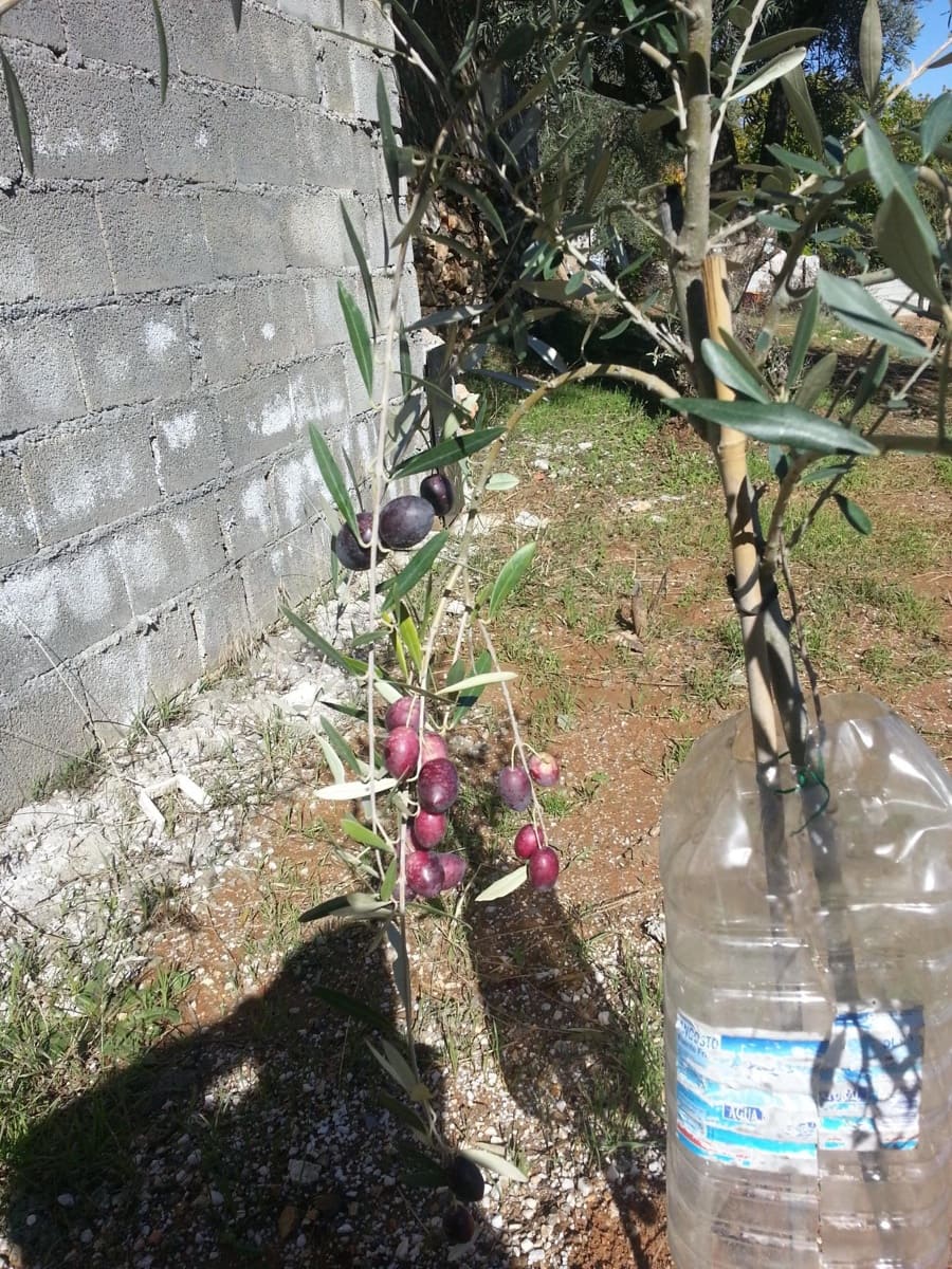 3 quarto Quinta/Casa Rural para venda em Yunquera - 170 000 € (Ref: 8243028)