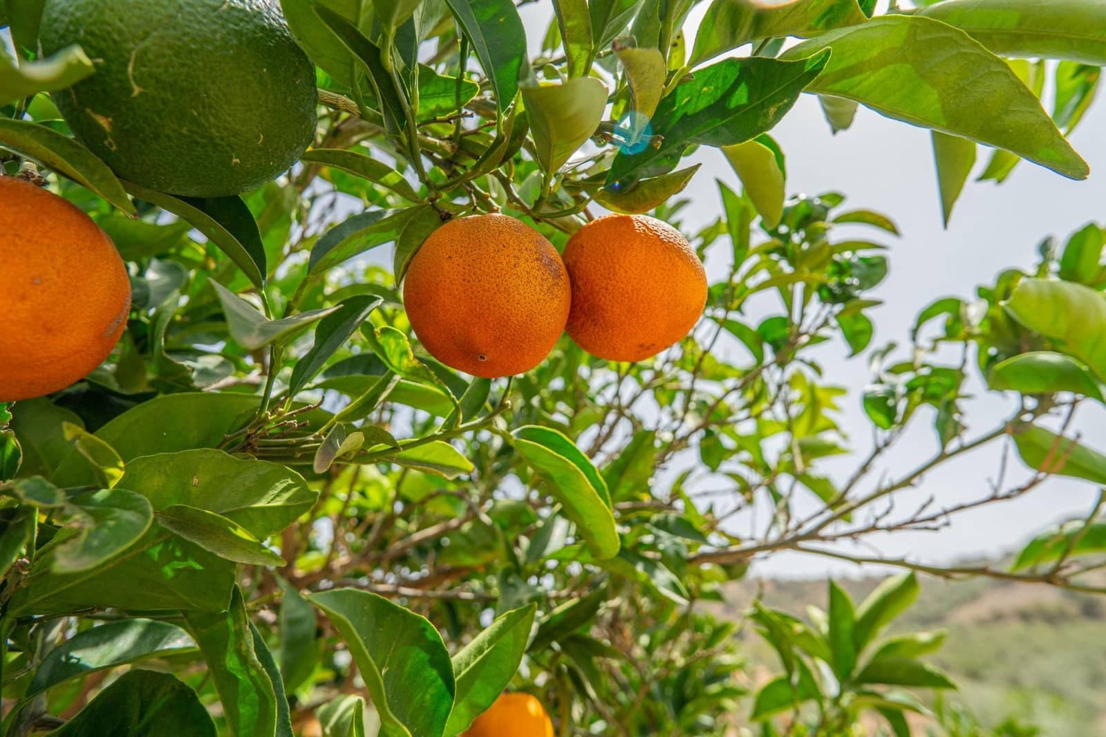 Landgrundstück zu verkaufen in Colmenar - 1.790.000 € (Ref: 9571350)