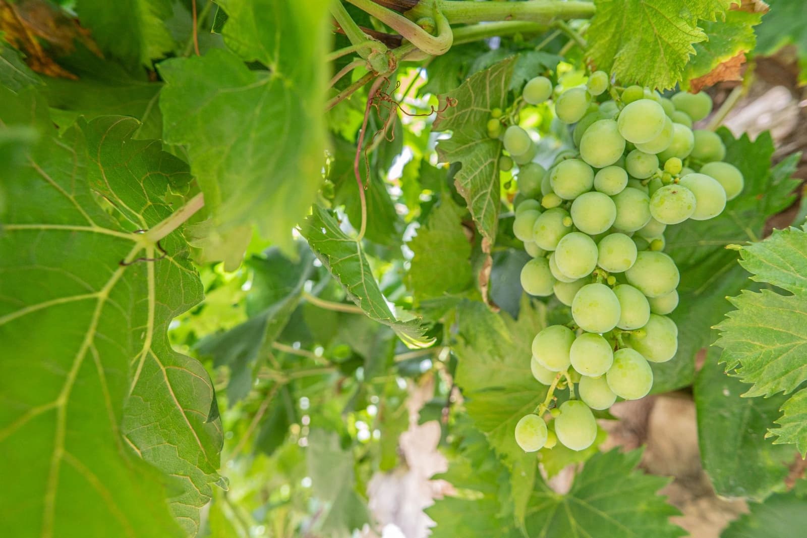 Grunde uden byggetilladelser til salg i Colmenar - € 1.790.000 (Ref: 9571350)