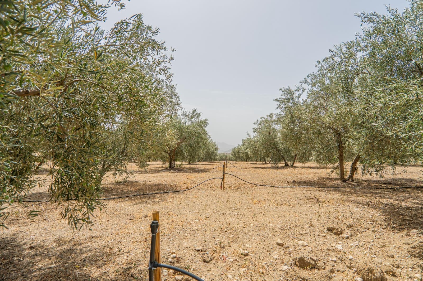 Grunde uden byggetilladelser til salg i Colmenar - € 1.790.000 (Ref: 9571350)