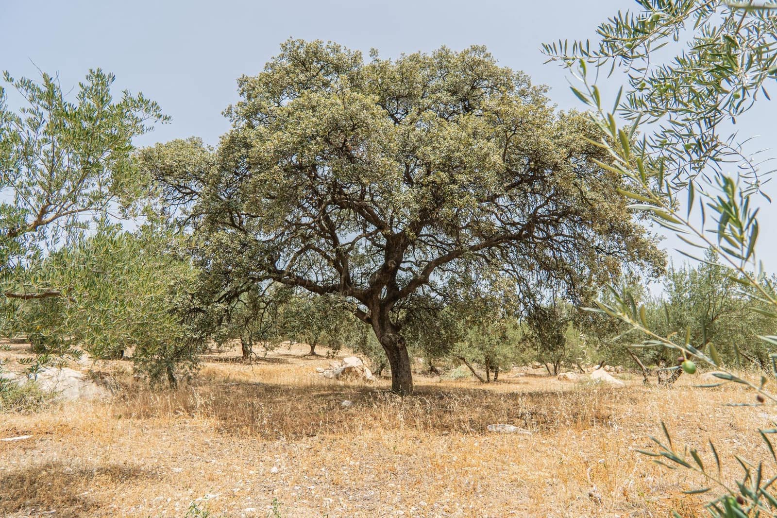 Grunde uden byggetilladelser til salg i Colmenar - € 1.790.000 (Ref: 9571350)