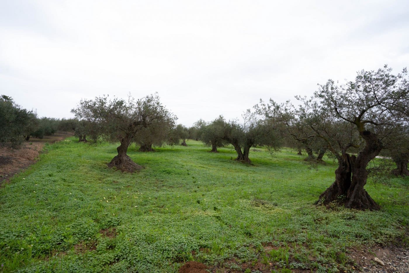 Rakentamaton maa myytävänä paikassa Alhaurin el Grande - 140 000 € (Ref: 6754196)