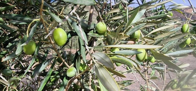 Finka/Dom wiejski na sprzedaż w Alameda z garażem - 3 700 000 € (Ref: 8698160)