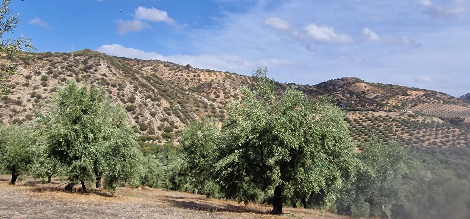 Finka/Dom wiejski na sprzedaż w Alameda z garażem - 3 700 000 € (Ref: 8698160)