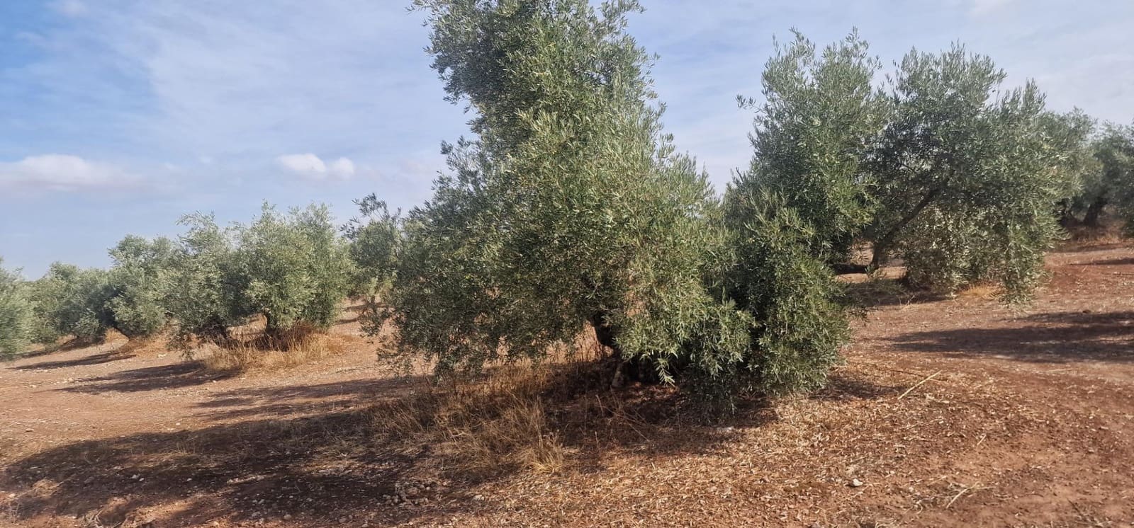 Finka/Dom wiejski na sprzedaż w Alameda z garażem - 3 700 000 € (Ref: 8698160)