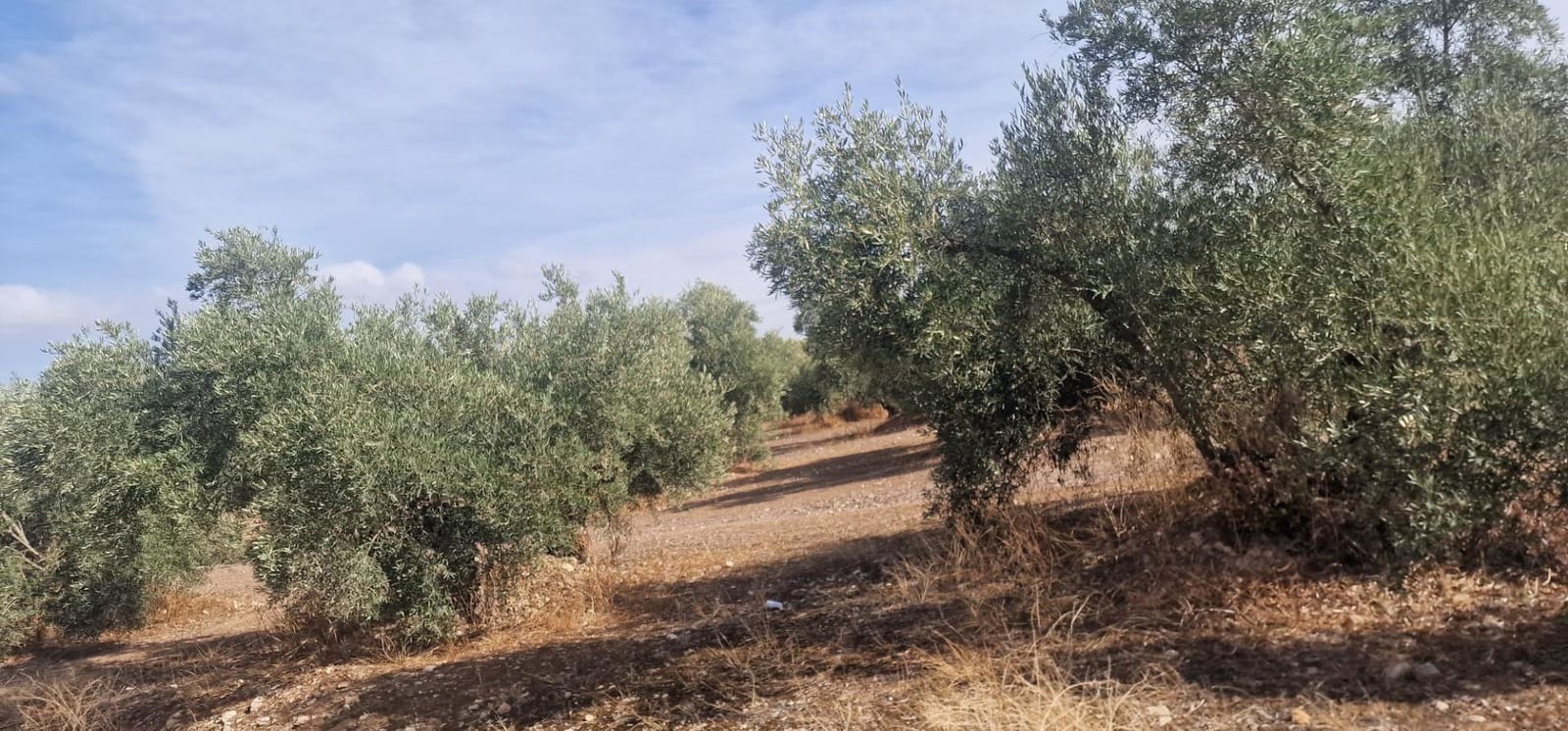 Finka/Dom wiejski na sprzedaż w Alameda z garażem - 3 700 000 € (Ref: 8698160)