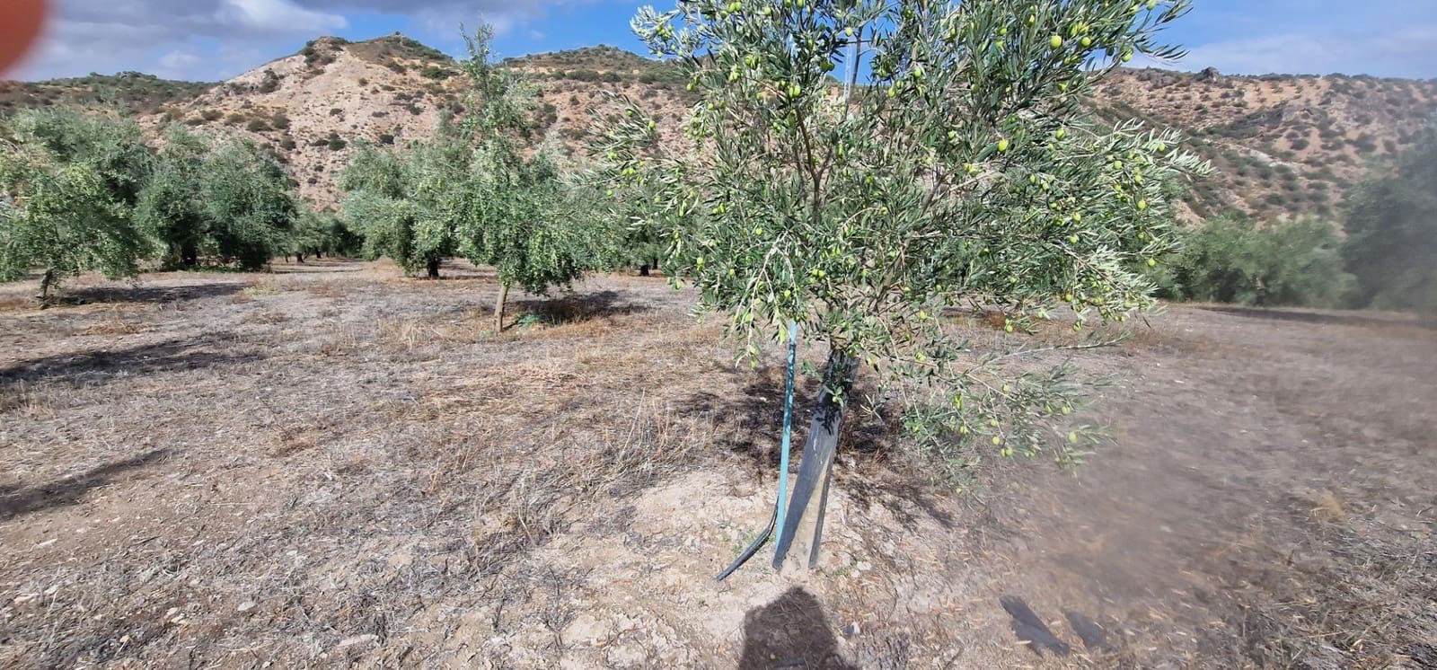 Finka/Dom wiejski na sprzedaż w Alameda z garażem - 3 700 000 € (Ref: 8698160)