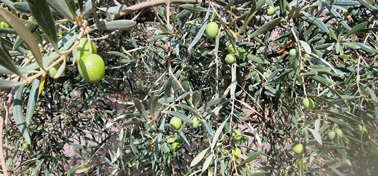 Finka/Dom wiejski na sprzedaż w Alameda z garażem - 3 700 000 € (Ref: 8698160)