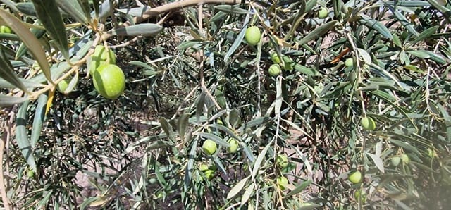 Finka/Dom wiejski na sprzedaż w Alameda z garażem - 3 700 000 € (Ref: 8698160)