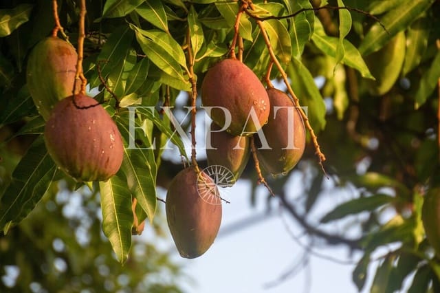 3 sypialnia Finka/Dom wiejski na sprzedaż w Sayalonga z basenem garażem - 875 000 € (Ref: 10080586)