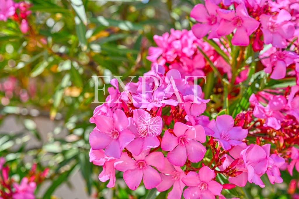 3 sypialnia Finka/Dom wiejski na sprzedaż w Canillas de Aceituno z basenem - 399 000 € (Ref: 8979011)