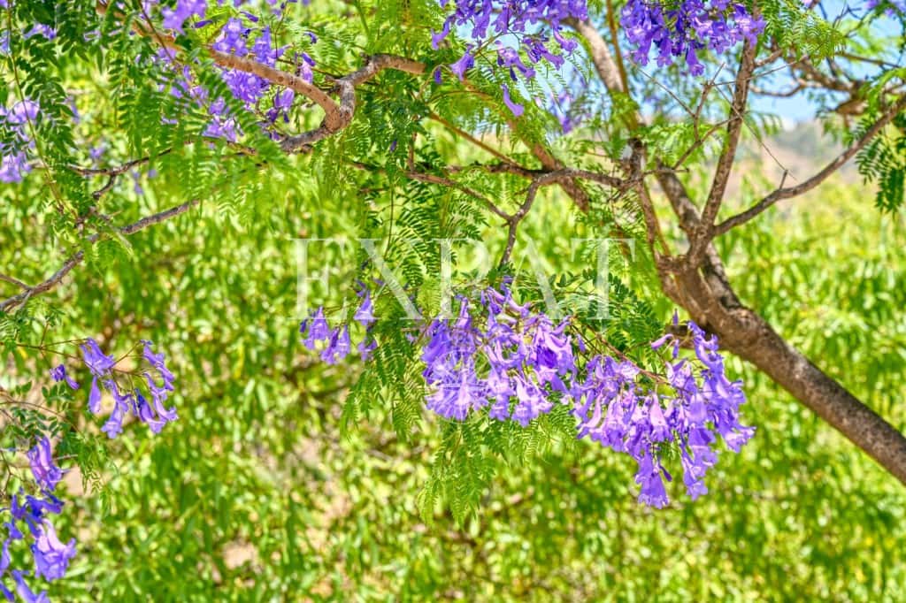 3 slaapkamer Finca/Landhuis te koop in Competa met zwembad - € 549.000 (Ref: 9098965)