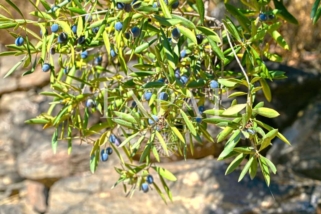 1 quarto Quinta/Casa Rural para venda em Sayalonga - 235 000 € (Ref: 9357086)