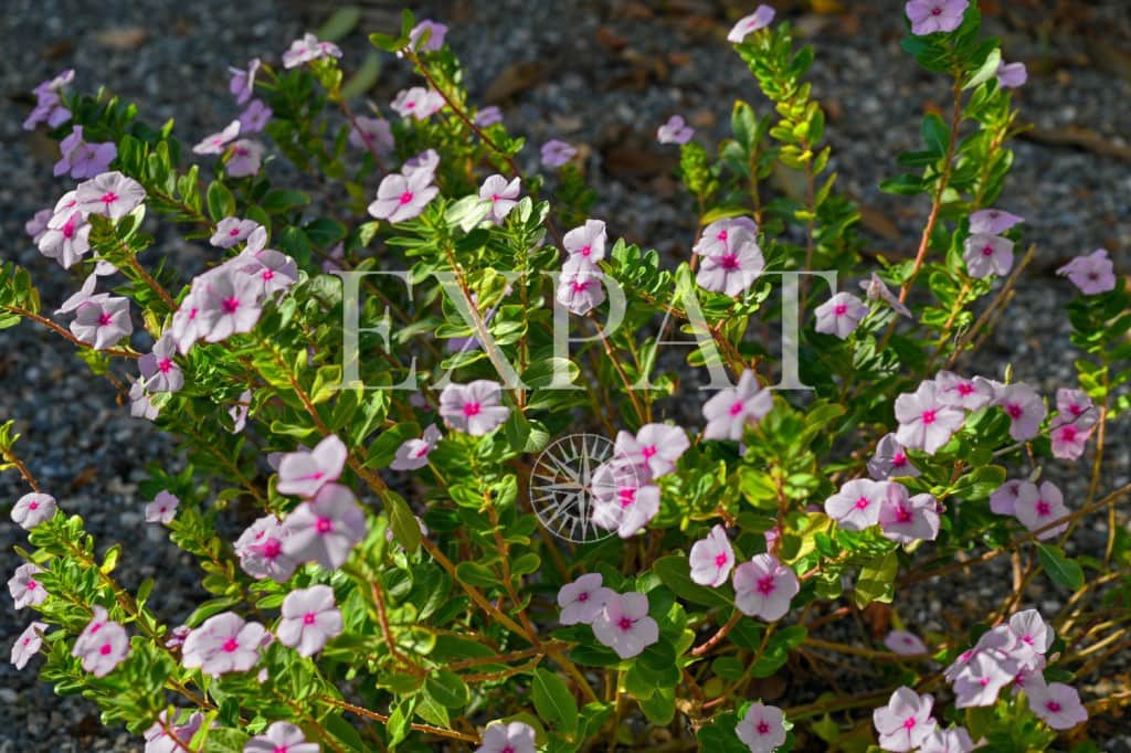 3 sovrum Villa till salu i Almayate - 545 000 € (Ref: 9371791)