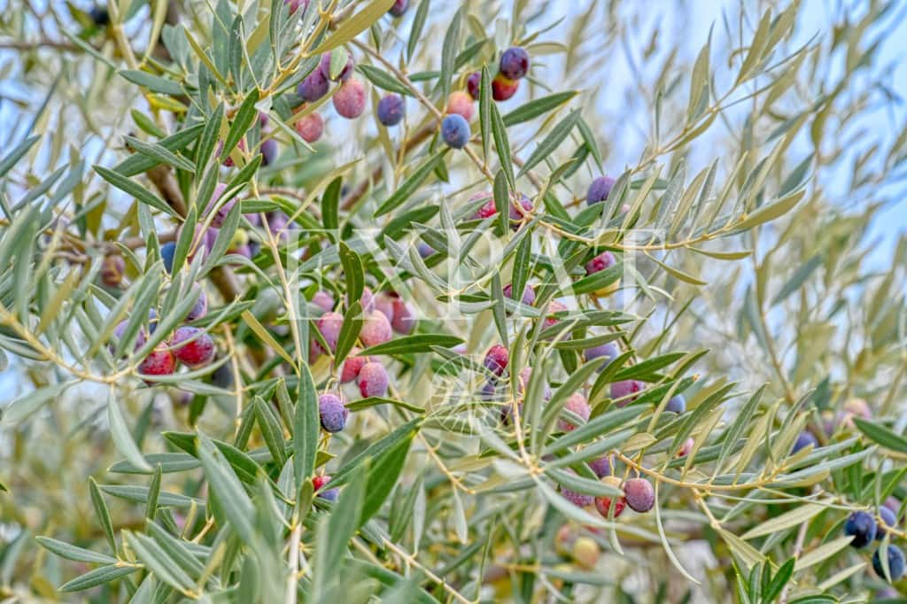 4 soveværelse Finca/Landehus til salg i Competa med swimmingpool - € 389.000 (Ref: 9415648)