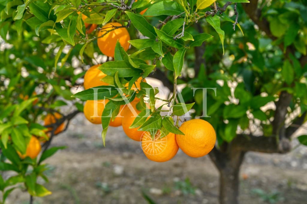 3 soveværelse Finca/Landehus til salg i Alcaucin med swimmingpool garage - € 397.500 (Ref: 9436888)