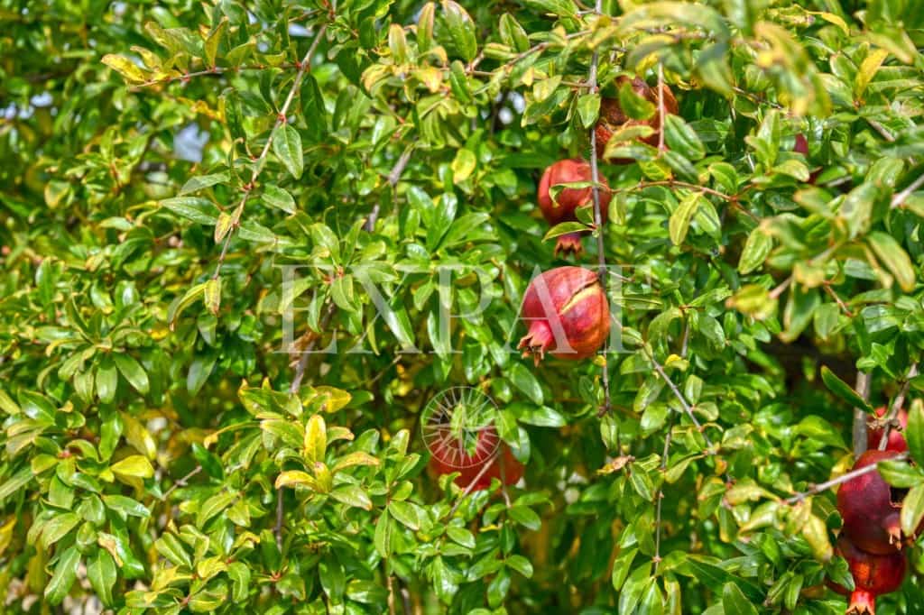 3 soveværelse Finca/Landehus til salg i Alcaucin med swimmingpool garage - € 397.500 (Ref: 9436888)