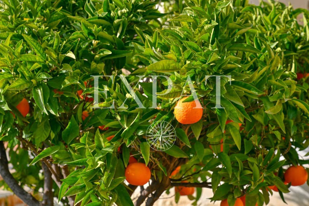 3 soveværelse Finca/Landehus til salg i Alcaucin med swimmingpool - € 370.000 (Ref: 9436889)