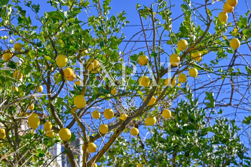 2 bedroom Finca/Country House for sale in Frigiliana with pool - € 339,000 (Ref: 9619003)