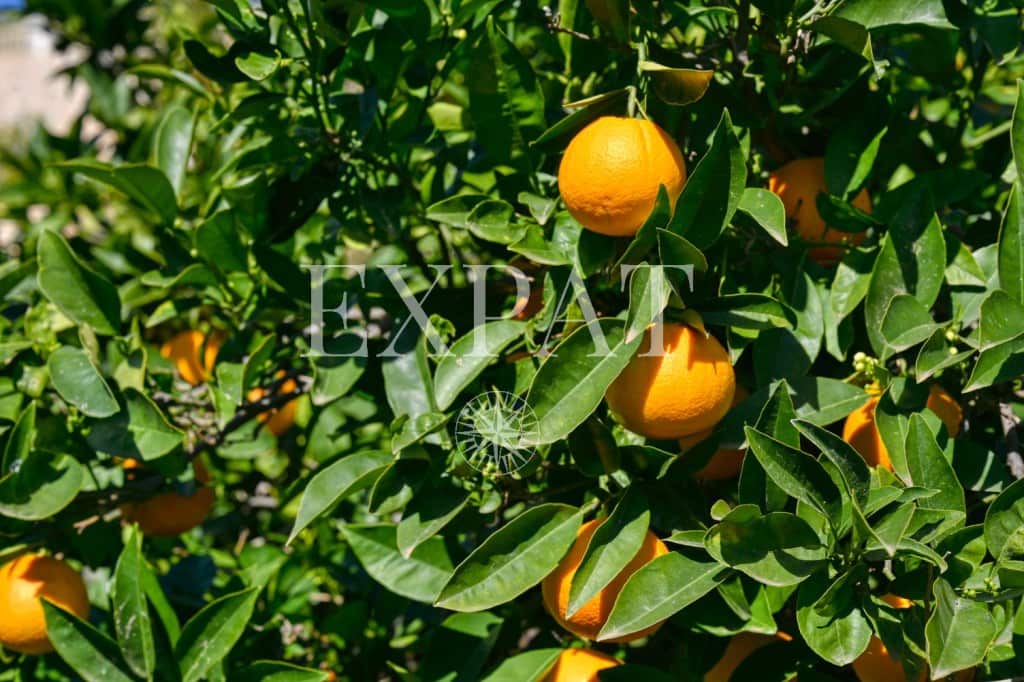 3 slaapkamer Finca/Landhuis te koop in Algarrobo met zwembad - € 550.000 (Ref: 9625354)