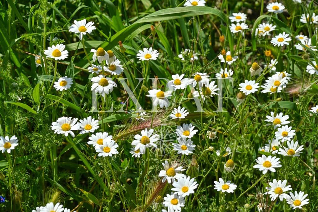 2 Zimmer Finca/Landgut zu verkaufen in Sayalonga - 210.000 € (Ref: 9788242)