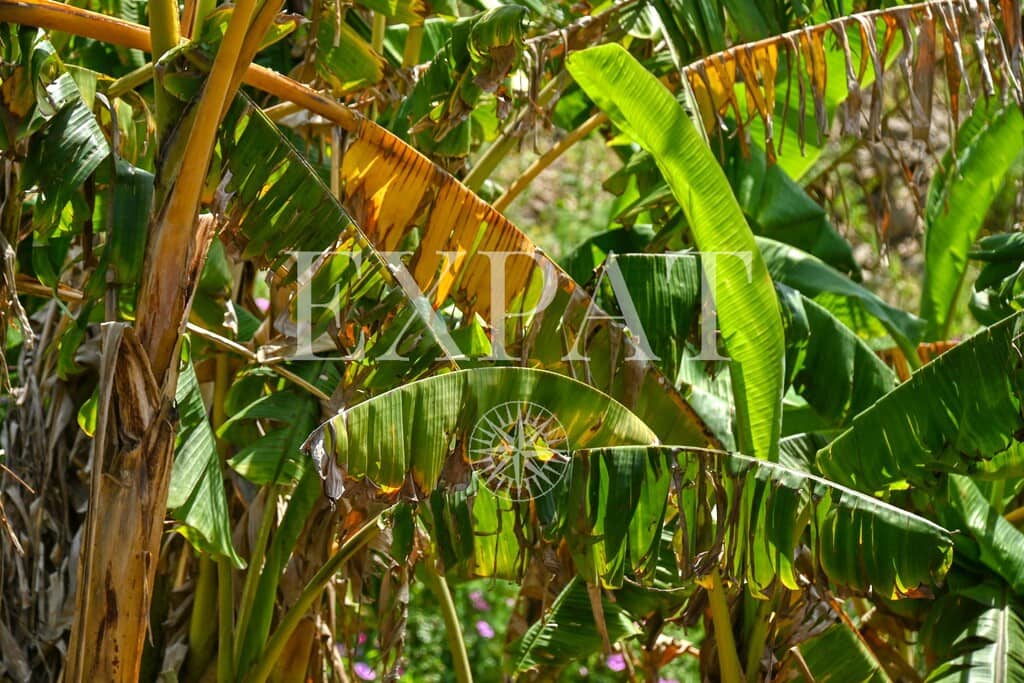 2 Zimmer Finca/Landgut zu verkaufen in Sayalonga - 210.000 € (Ref: 9788242)