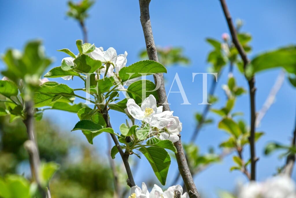 2 Zimmer Finca/Landgut zu verkaufen in Sayalonga - 210.000 € (Ref: 9788242)