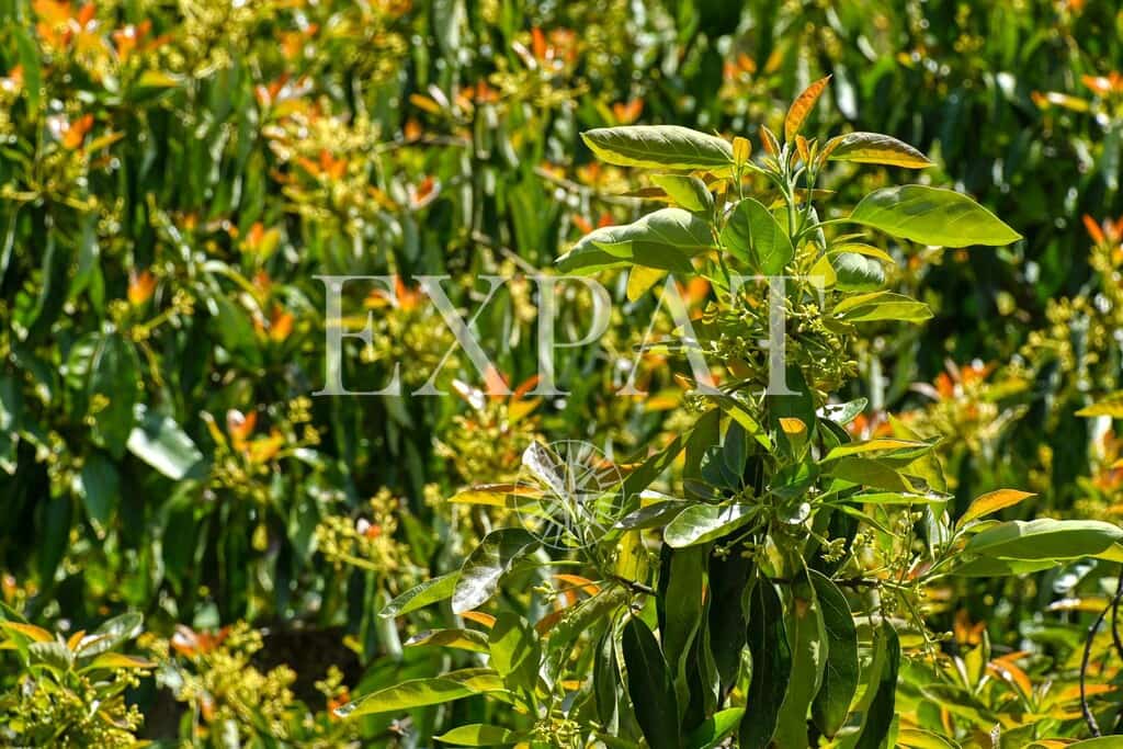 2 Zimmer Finca/Landgut zu verkaufen in Sayalonga - 210.000 € (Ref: 9788242)