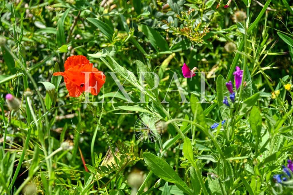 2 Zimmer Finca/Landgut zu verkaufen in Sayalonga - 210.000 € (Ref: 9788242)