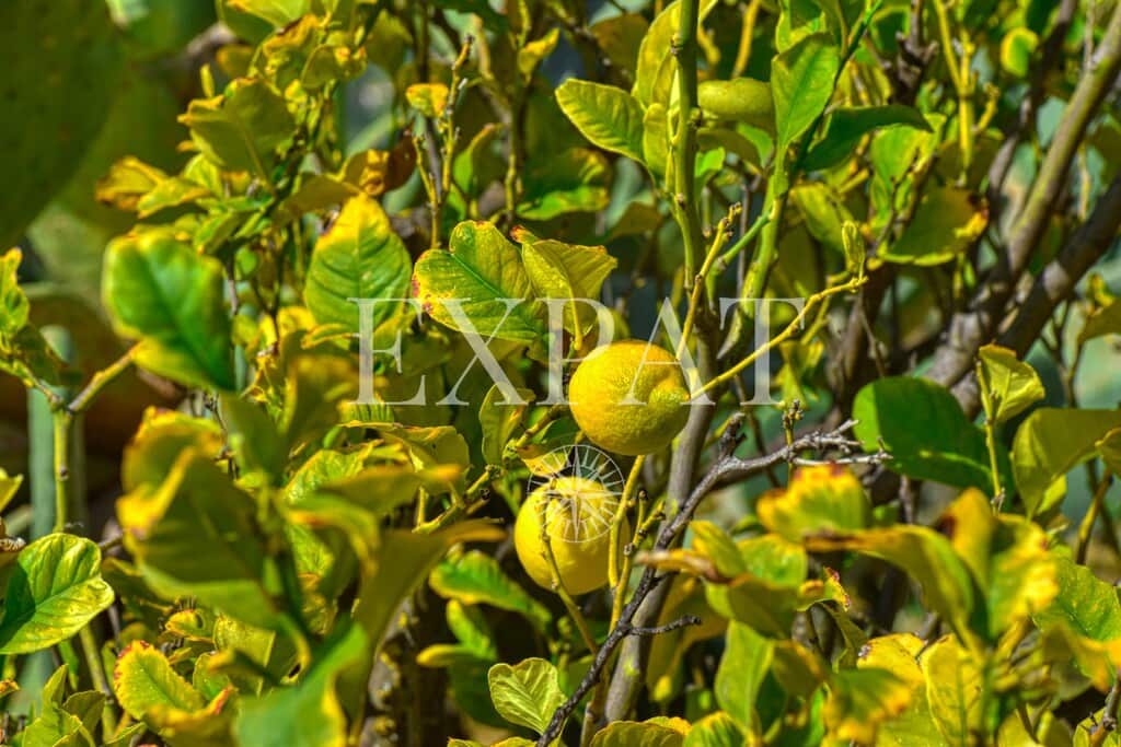 3 soveværelse Finca/Landehus til salg i Algarrobo med swimmingpool - € 950.000 (Ref: 9794348)