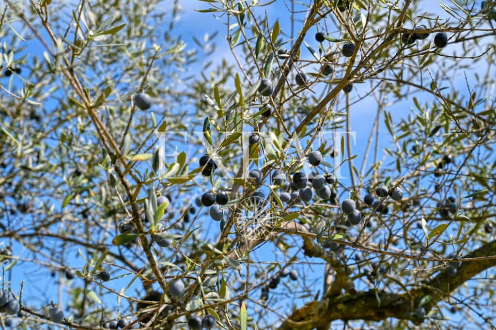 3 soveværelse Finca/Landehus til salg i Algarrobo med swimmingpool - € 950.000 (Ref: 9794348)