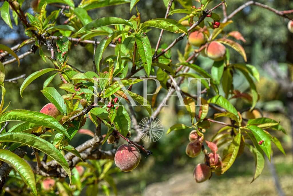 3 soveværelse Finca/Landehus til salg i Algarrobo med swimmingpool - € 950.000 (Ref: 9794348)