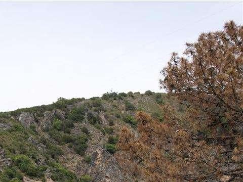 Byggetomt til salgs i Benahavis - € 1 500 000 (Ref: 10001789)