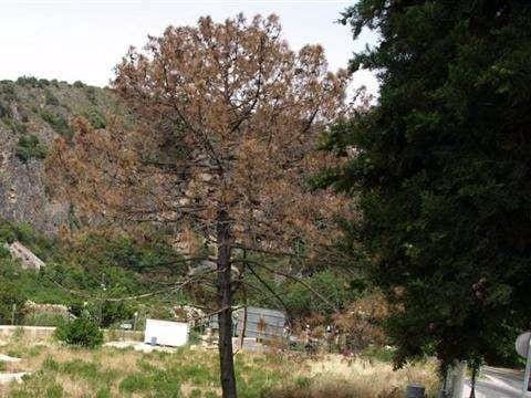 Byggetomt til salgs i Benahavis - € 1 500 000 (Ref: 10001789)
