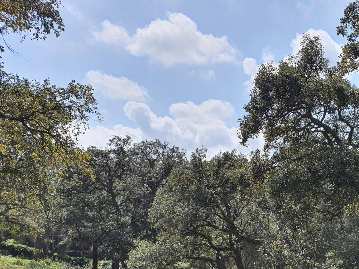 Terrain à Bâtir à vendre à Sotogrande - 1 000 000 € (Ref: 10002211)